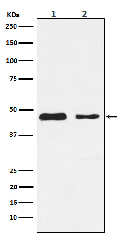 WB - PDK2 Antibody AP91623